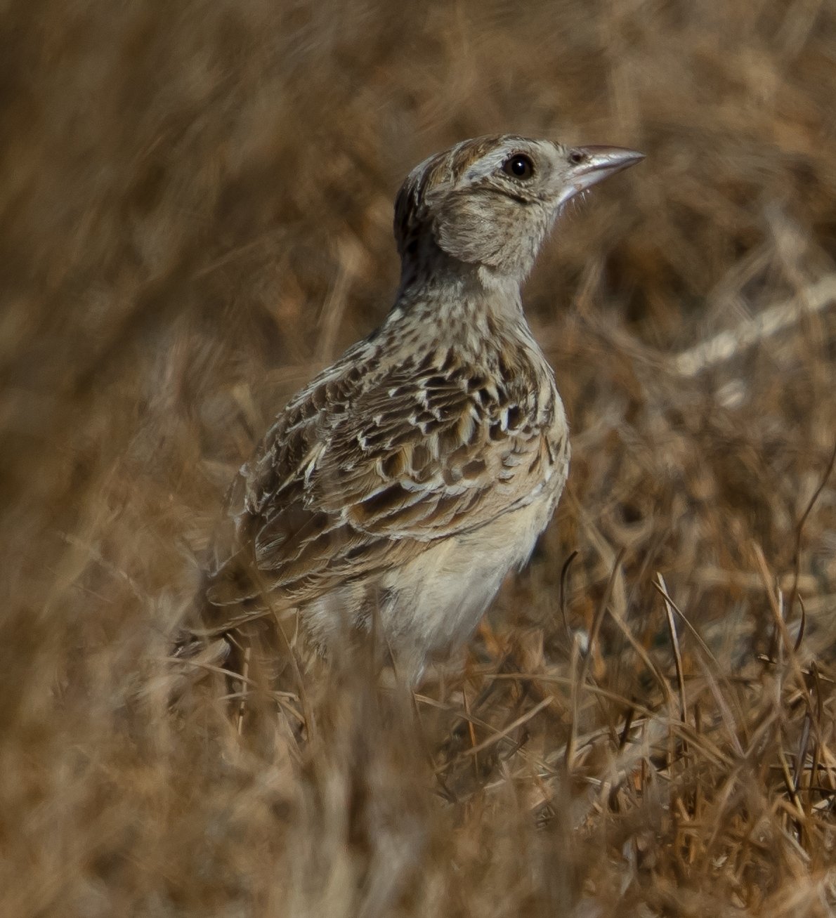 Rudd's Lark (Heteromirafra ruddi)