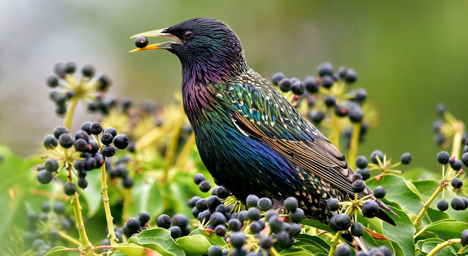 Common Starling (Sturnus vulgaris)