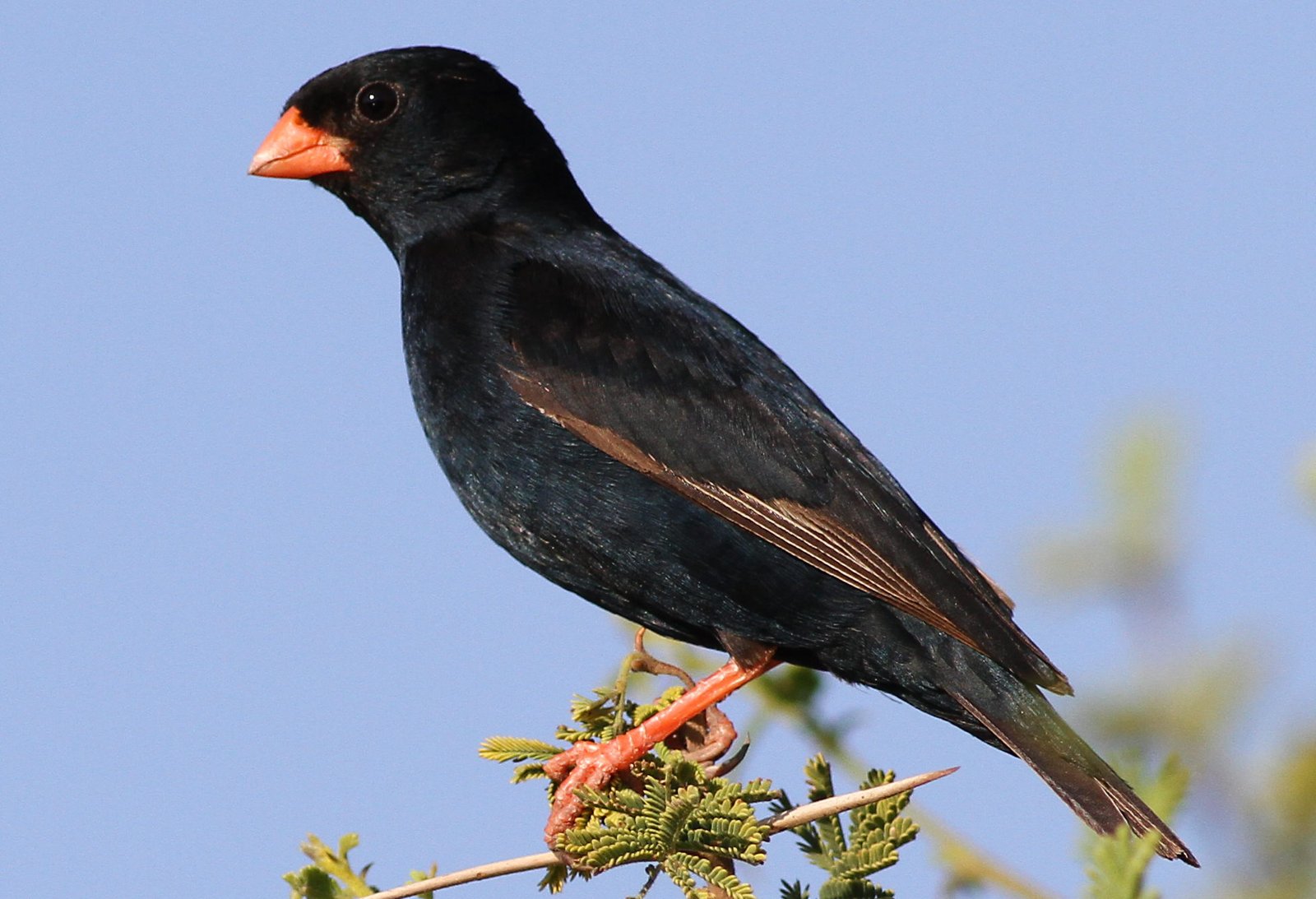Village Indigobird (Vidua chalybeata)