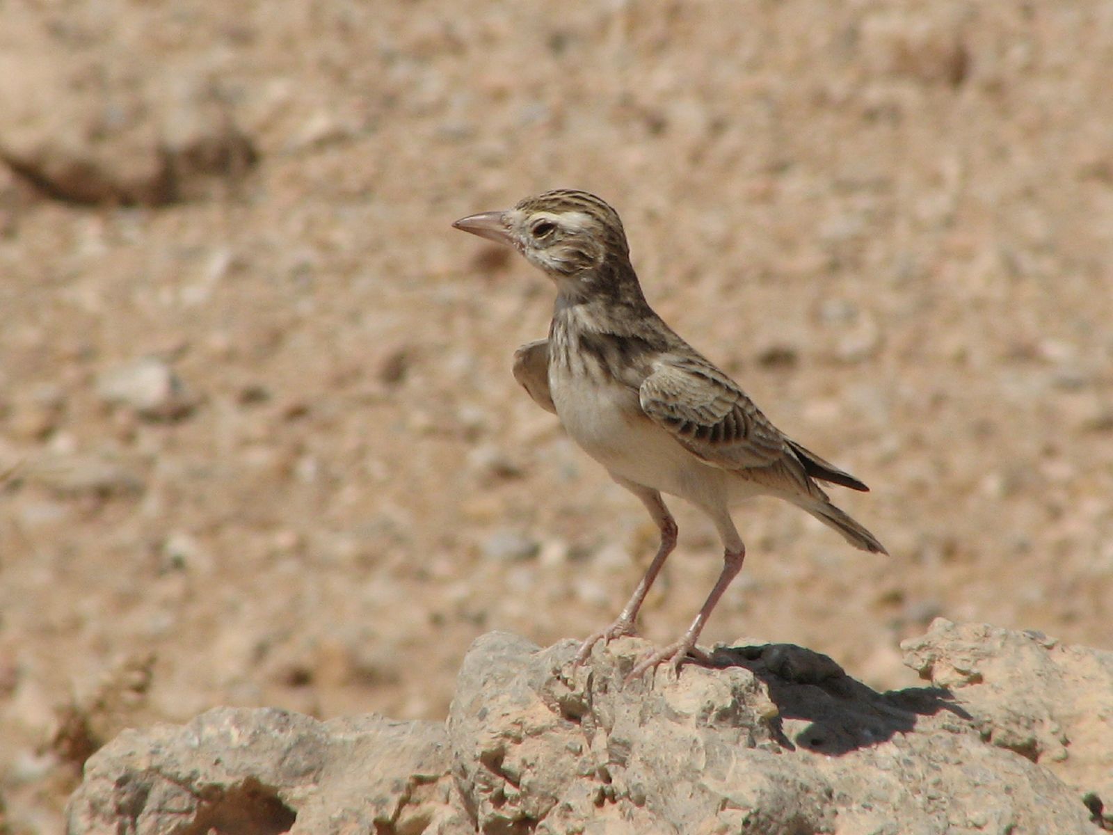 Stark's Lark (Spizocorys starki)