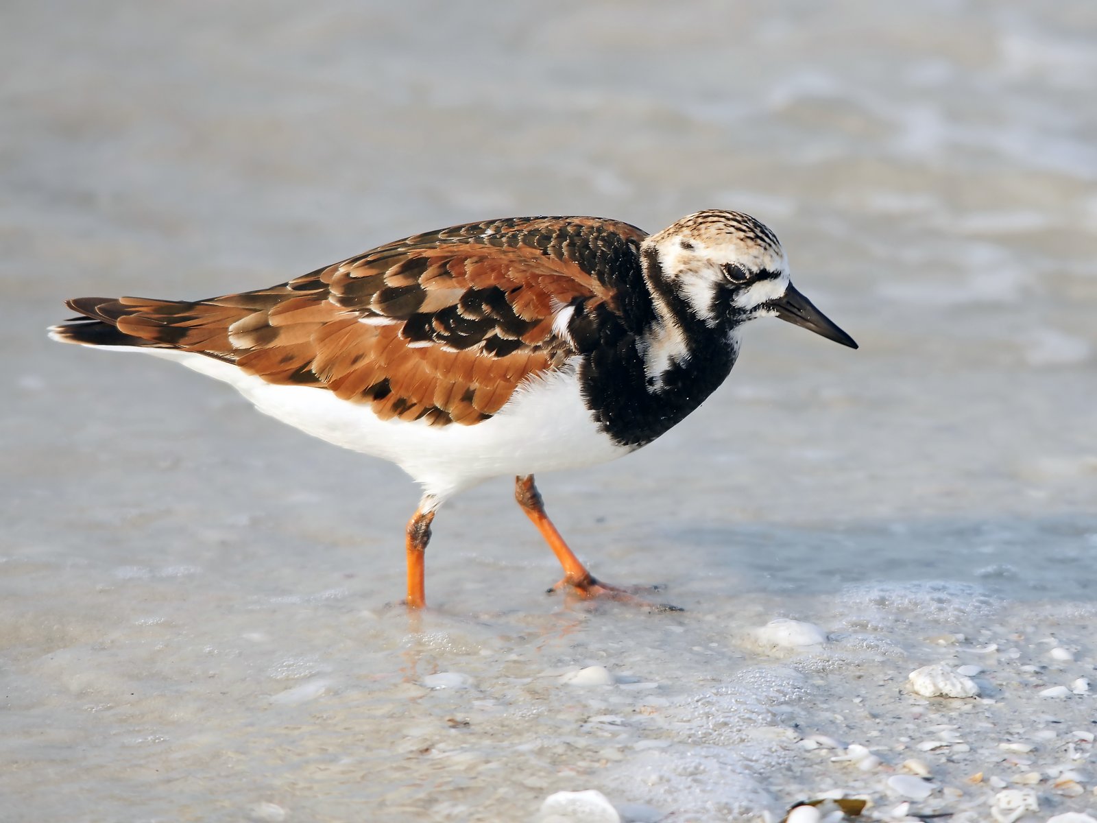Ruddy Turnstone (Arenaria interpres)