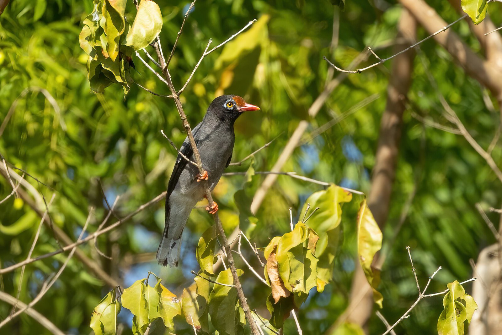 Chestnut-Fronted Helmetshrike (Prionops scopifrons)
