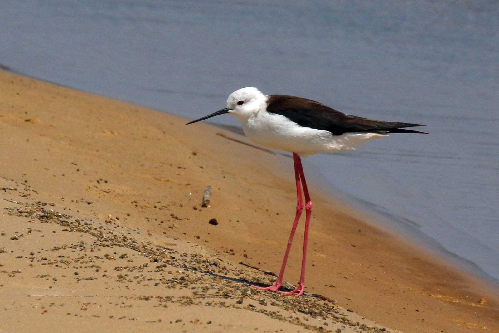 Black-Winged Stilt (Himantopus himantopus)