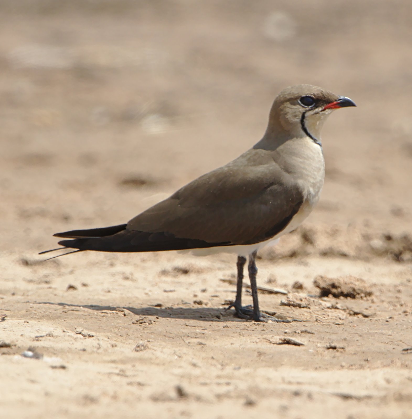 Black-Winged Pratincole (Glareola nordmanni)