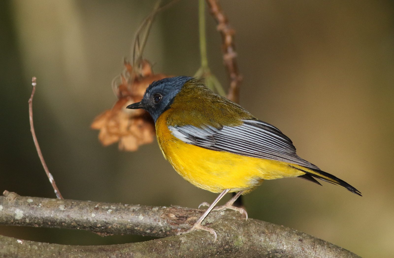 White-Starred Robin (Pogonocichla stellata)