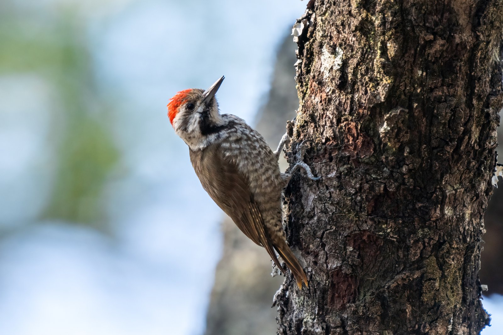 Stierling's Woodpecker (Dendropicos stierlingi)