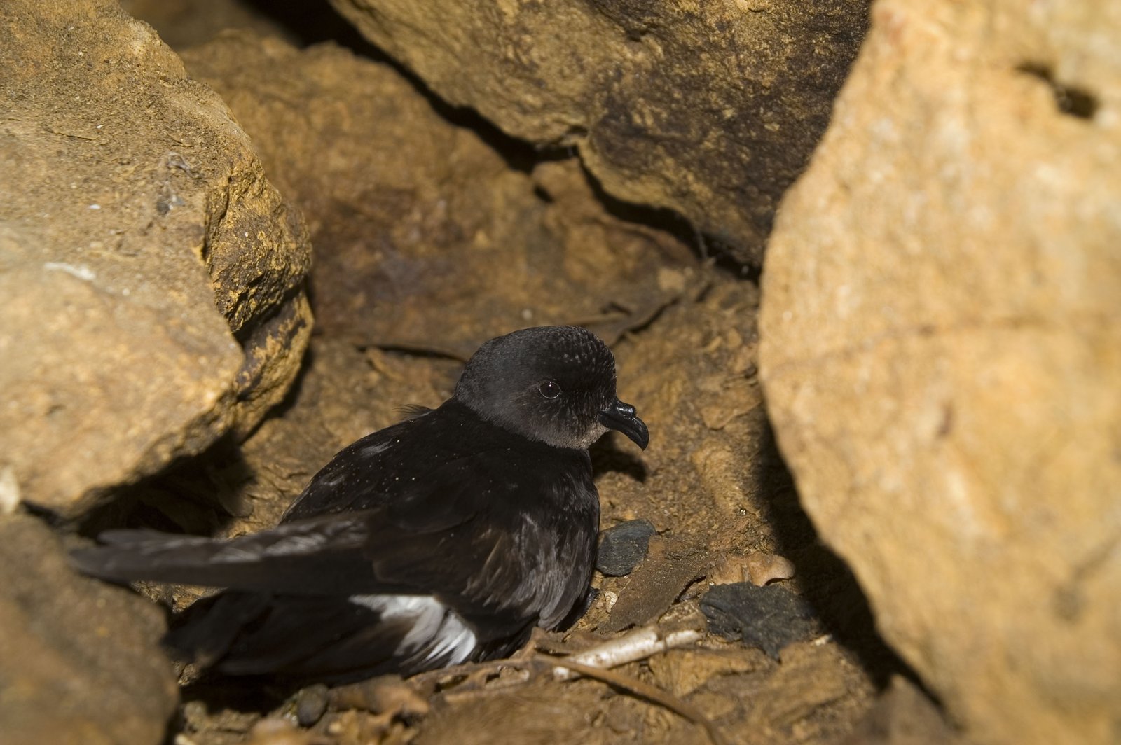 European Storm Petrel (Hydrobates pelagicus)
