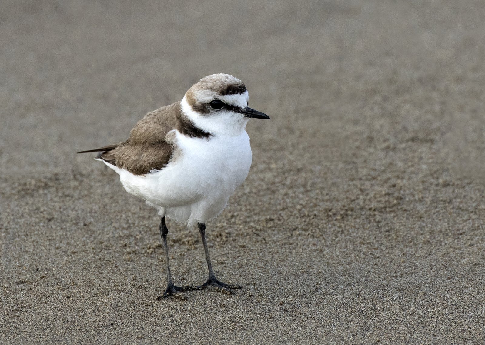 Kentish Plover (Anarhynchus alexandrinus)