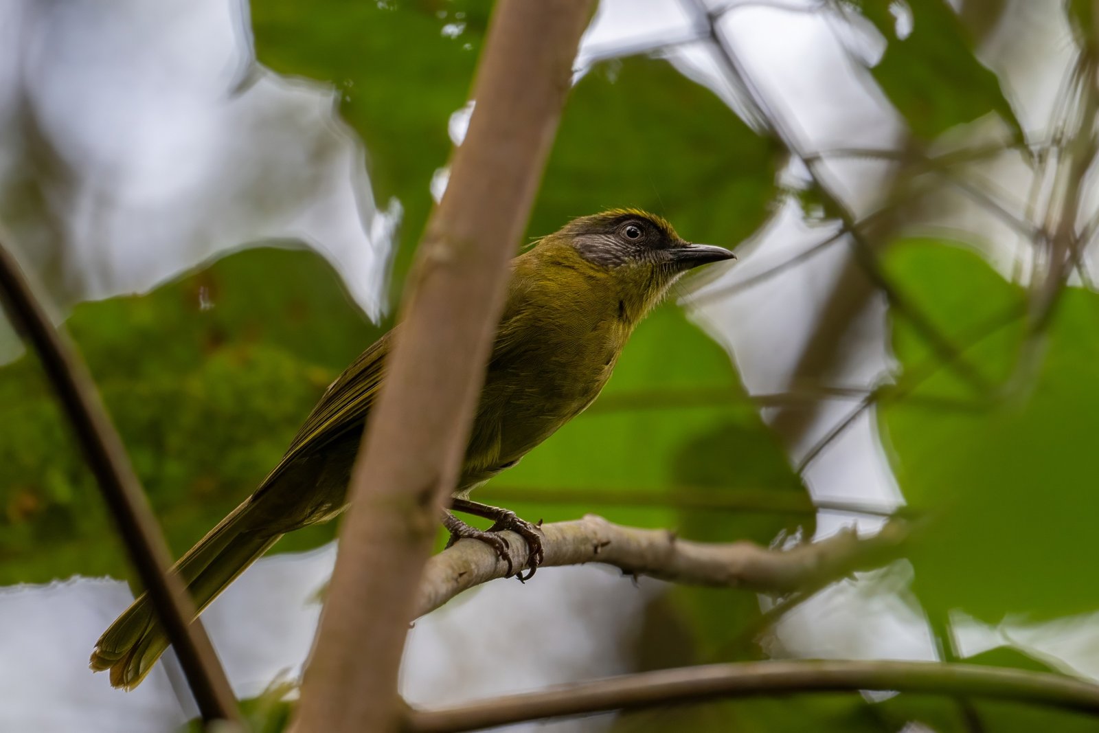 Olive-Headed Greenbul (Arizelocichla striifacies)