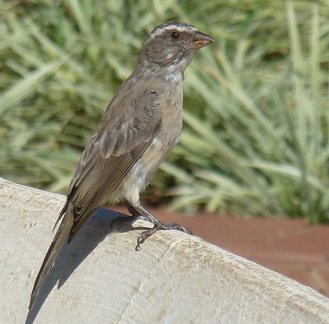 Streaky-Headed Seedeater (Crithagra gularis)