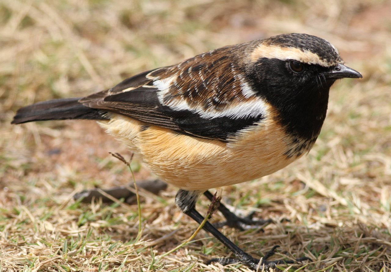 Buff-Streaked Chat (Campicoloides bifasciatus)