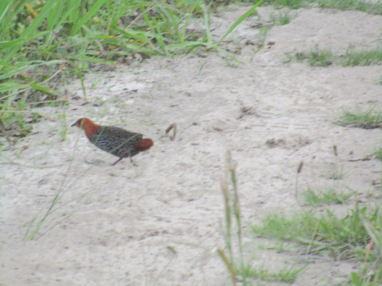 Striped Flufftail (Sarothrura affinis)