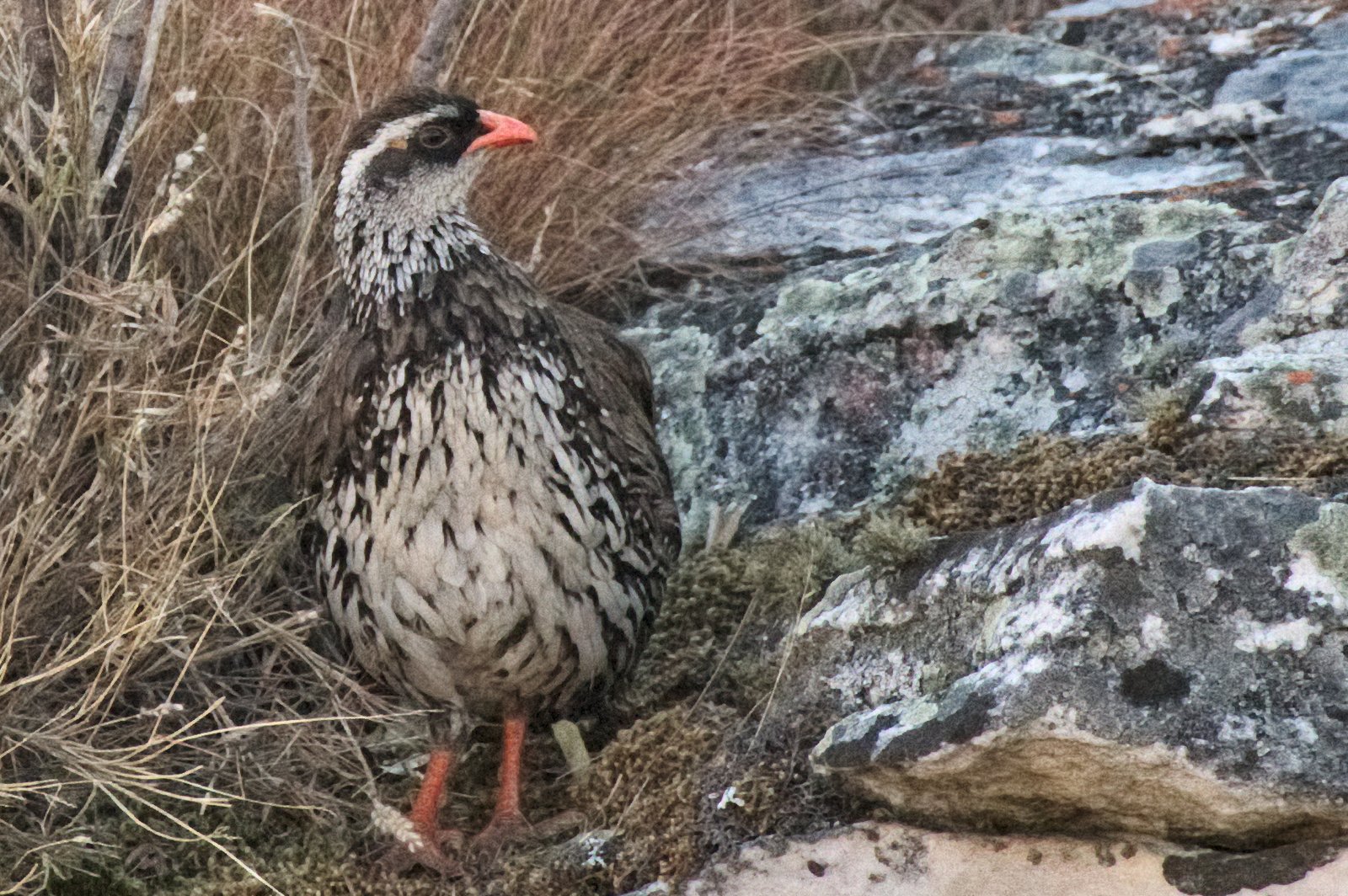 Swierstra's Spurfowl (Pternistis swierstrai)