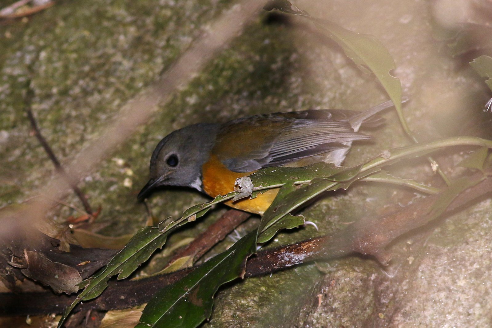 Swynnerton's Robin (Swynnertonia swynnertoni)