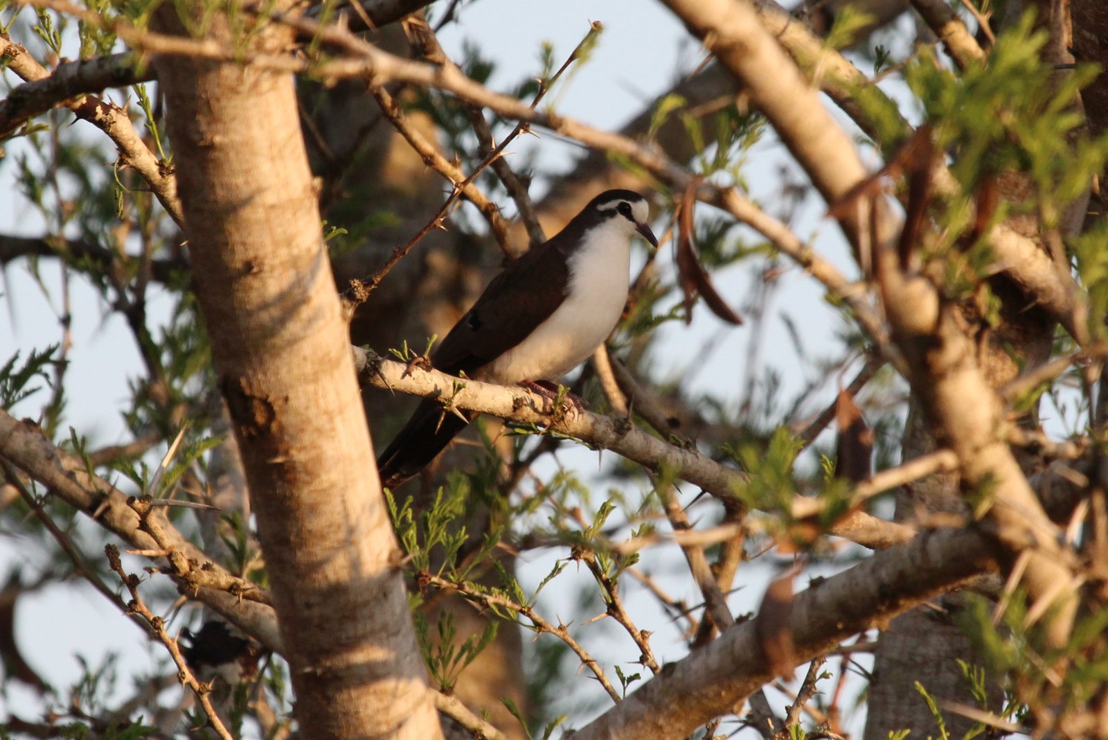 Tambourine Dove (Turtur tympanistria)