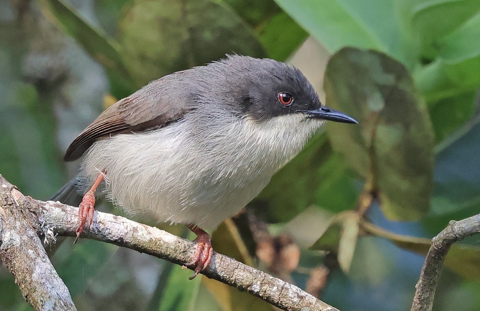 Black-Headed Apalis (Apalis melanocephala)