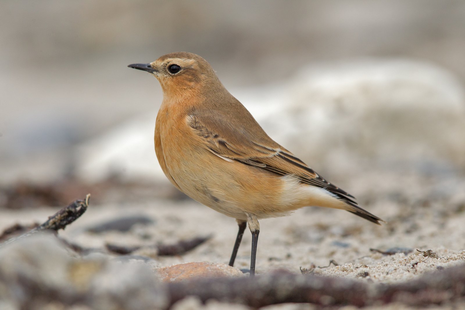 Northern Wheatear (Oenanthe oenanthe)