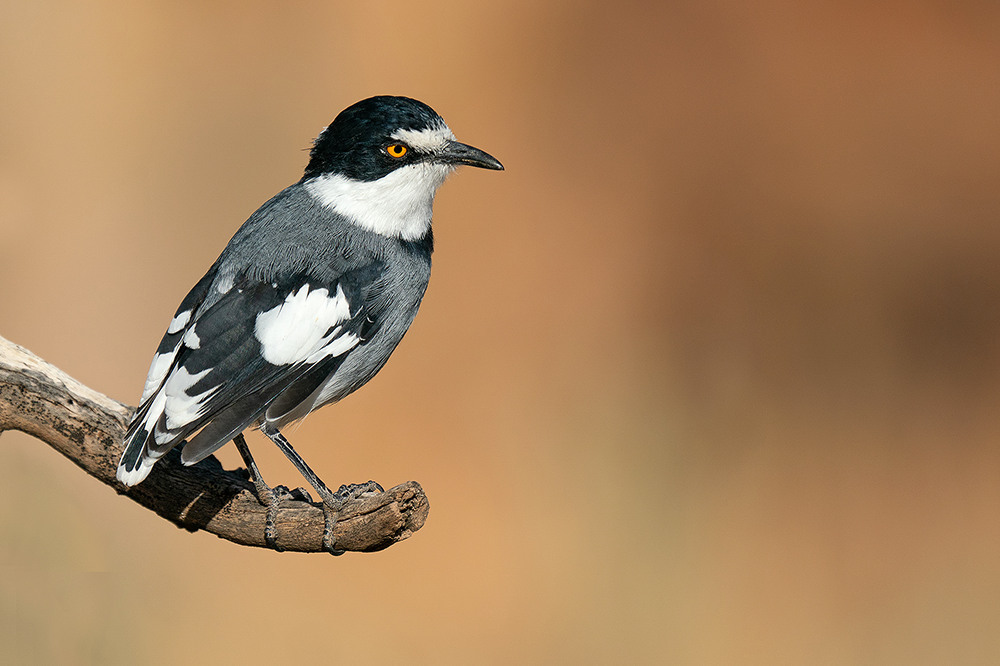 White-Tailed Shrike (Lanioturdus torquatus)