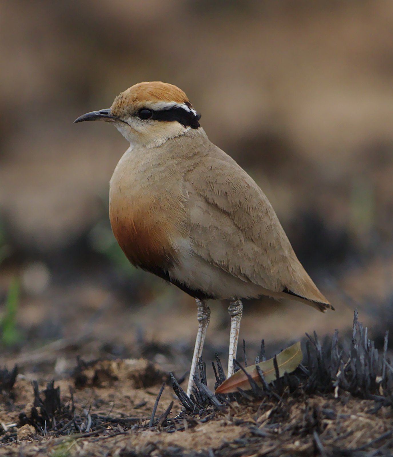 Temminck's Courser (Cursorius temminckii)