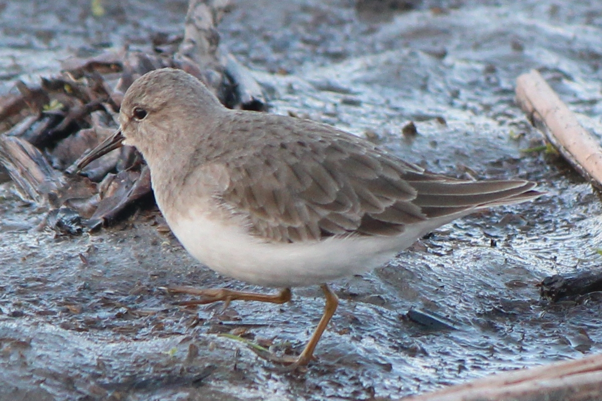 Temminck's Stint (Calidris temminckii)