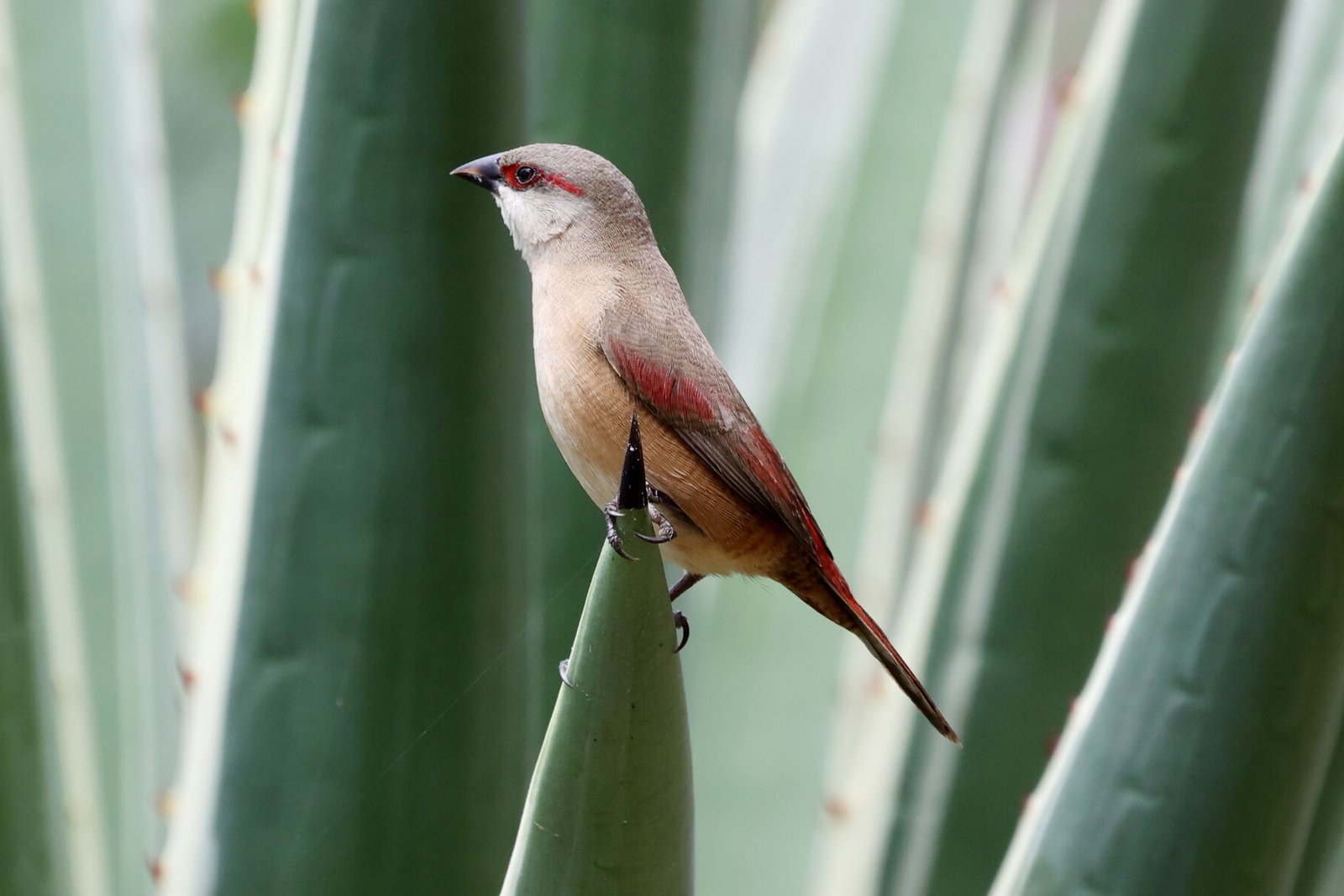 Crimson-Rumped Waxbill (Estrilda rhodopyga)