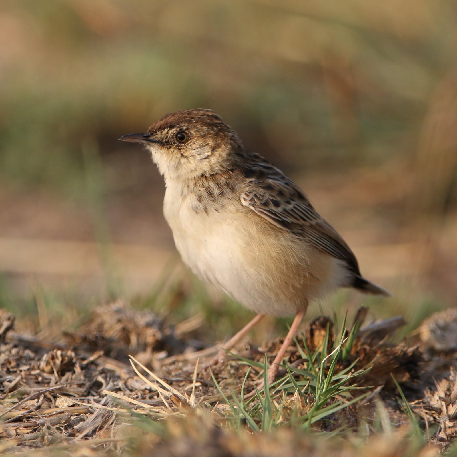 Cloud Cisticola (Cisticola textrix)