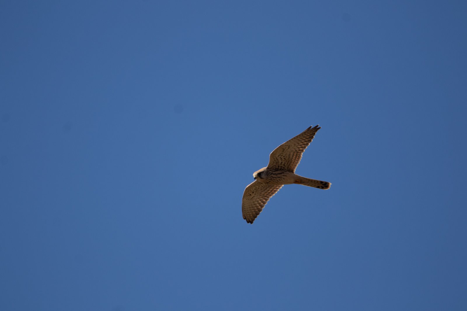 Common Kestrel (Falco tinnunculus)