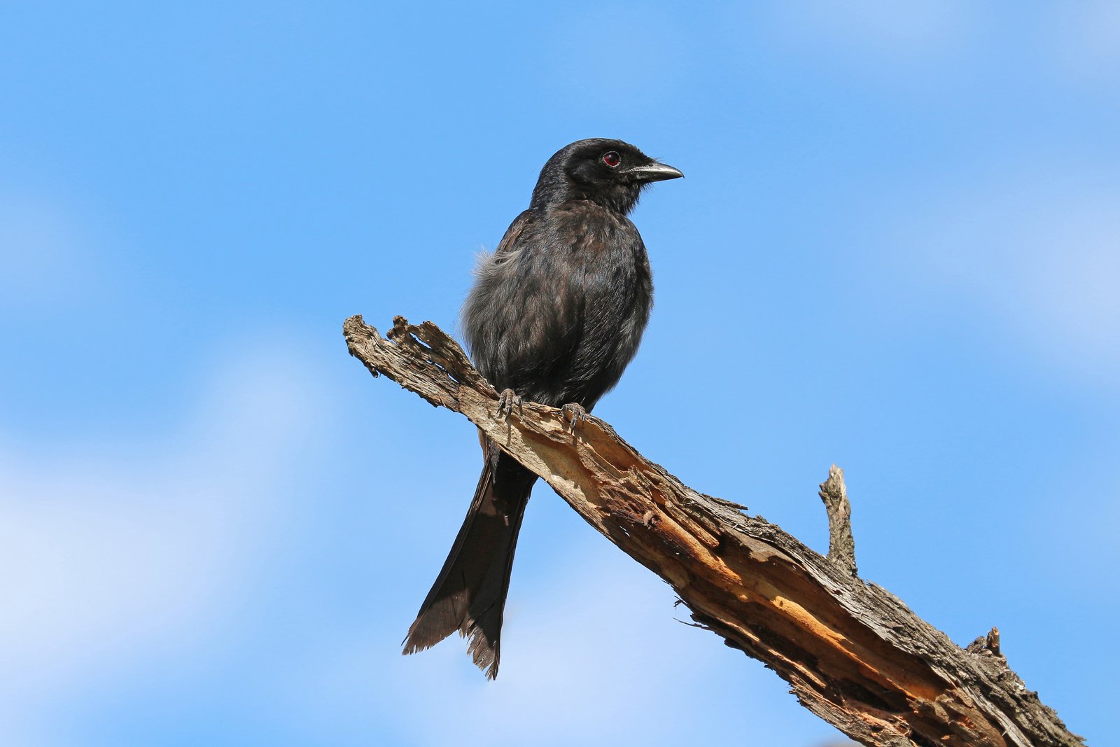 Fork-Tailed Drongo (Dicrurus adsimilis)