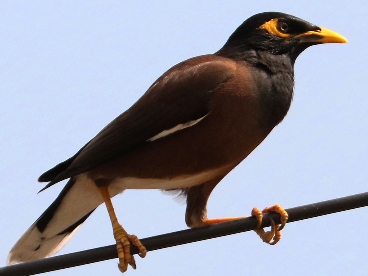 Common Myna (Acridotheres tristis)
