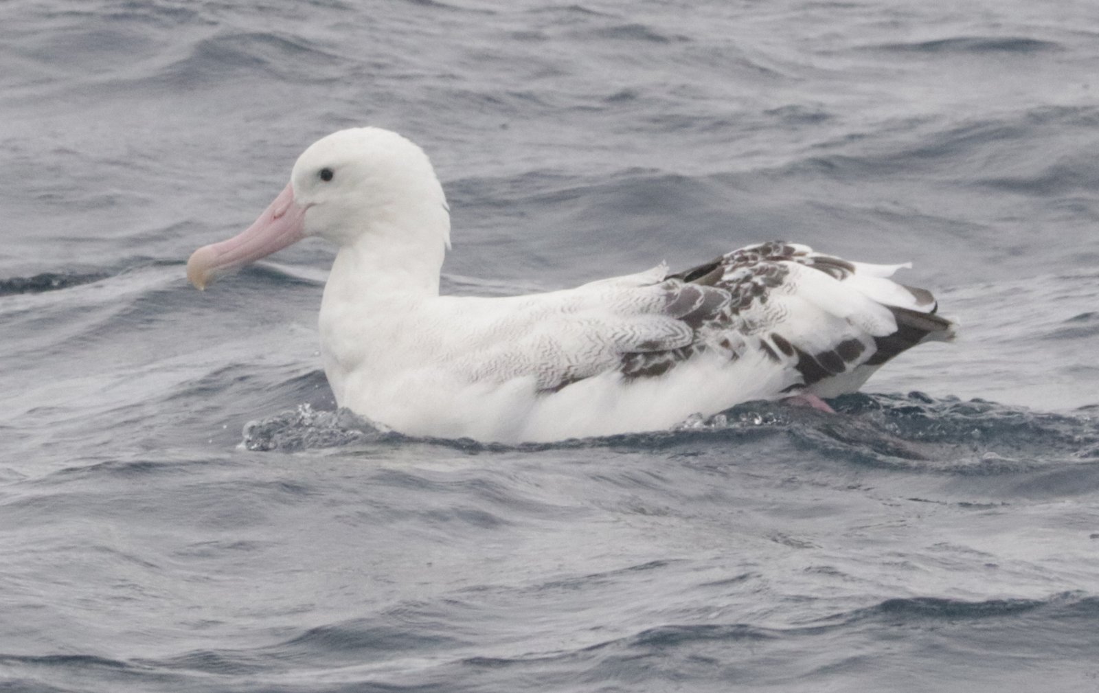 Tristan Albatross (Diomedea dabbenena)