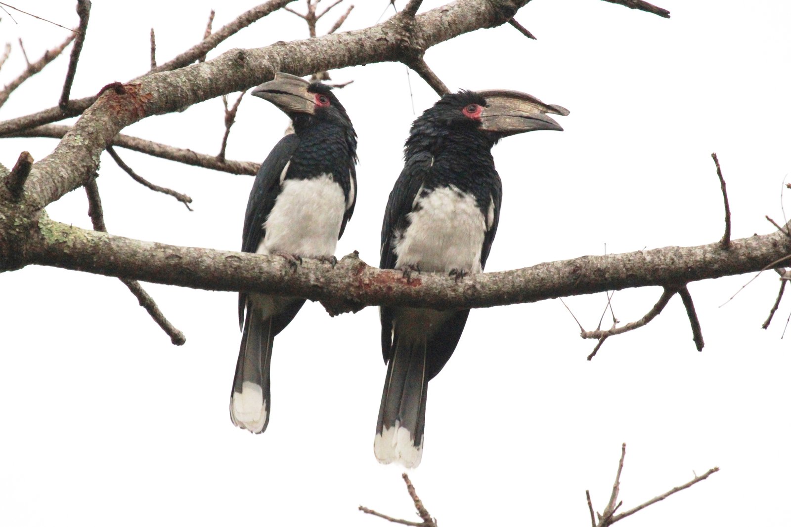Trumpeter Hornbill (Bycanistes bucinator)
