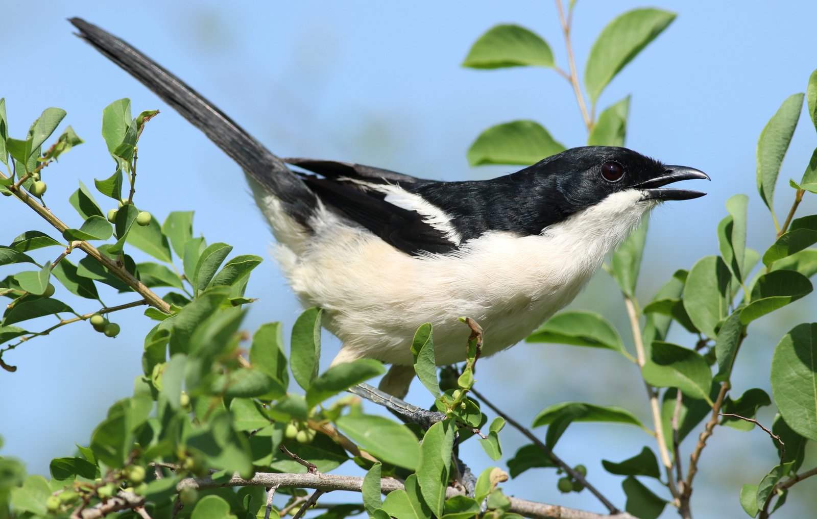 Tropical Boubou (Laniarius major)