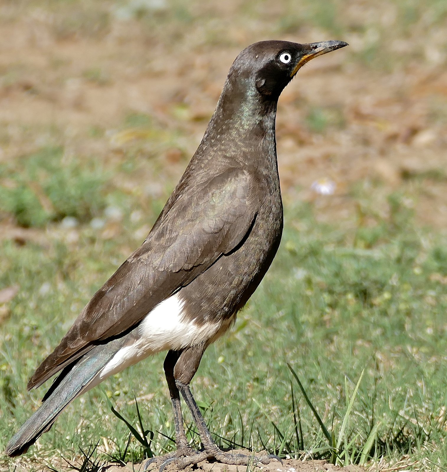 Pied Starling (Lamprotornis bicolor)