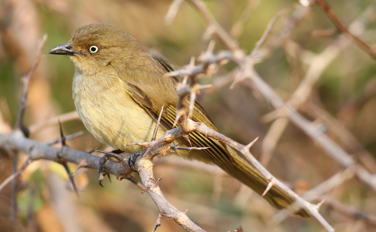Sombre Greenbul (Andropadus importunus)