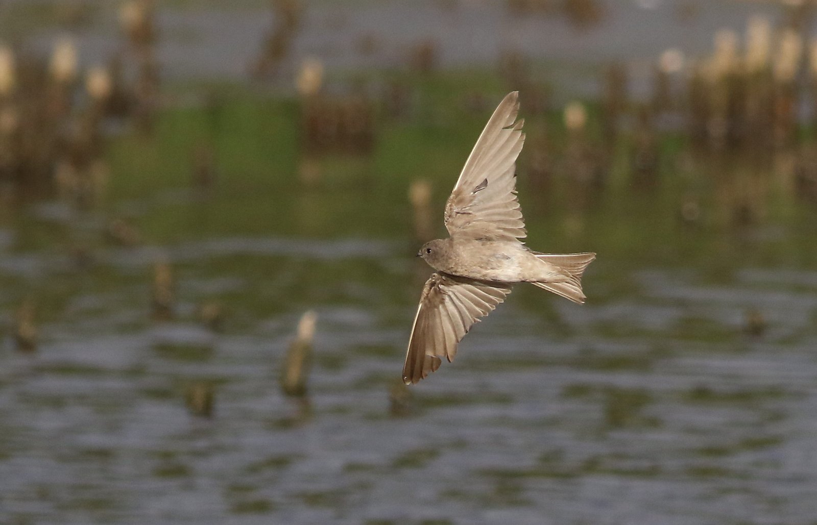 Brown-Throated Martin (Riparia paludicola)