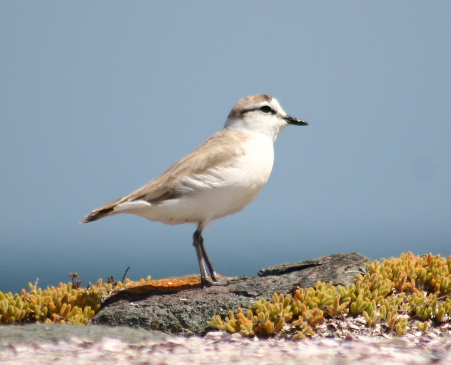 White-Fronted Plover (Anarhynchus marginatus)
