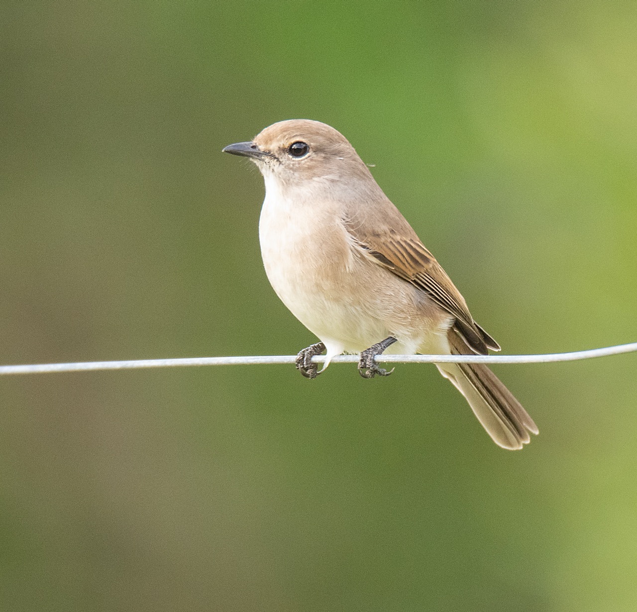 Pale Flycatcher (Agricola pallidus)