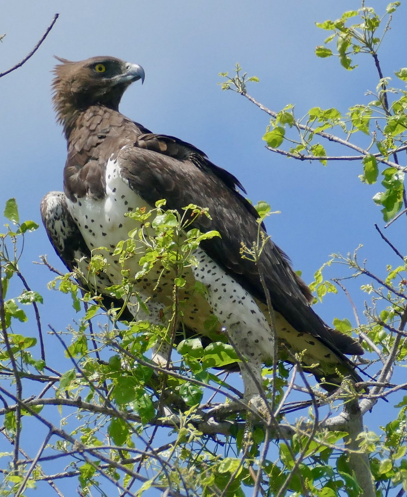 Martial Eagle (Polemaetus bellicosus)
