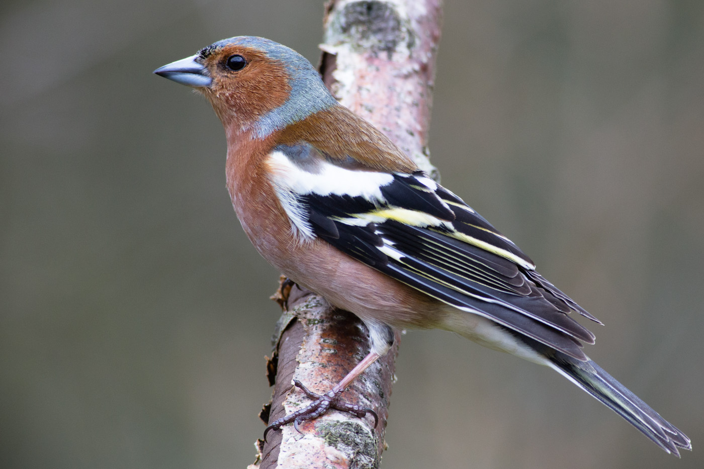 Eurasian Chaffinch (Fringilla coelebs)