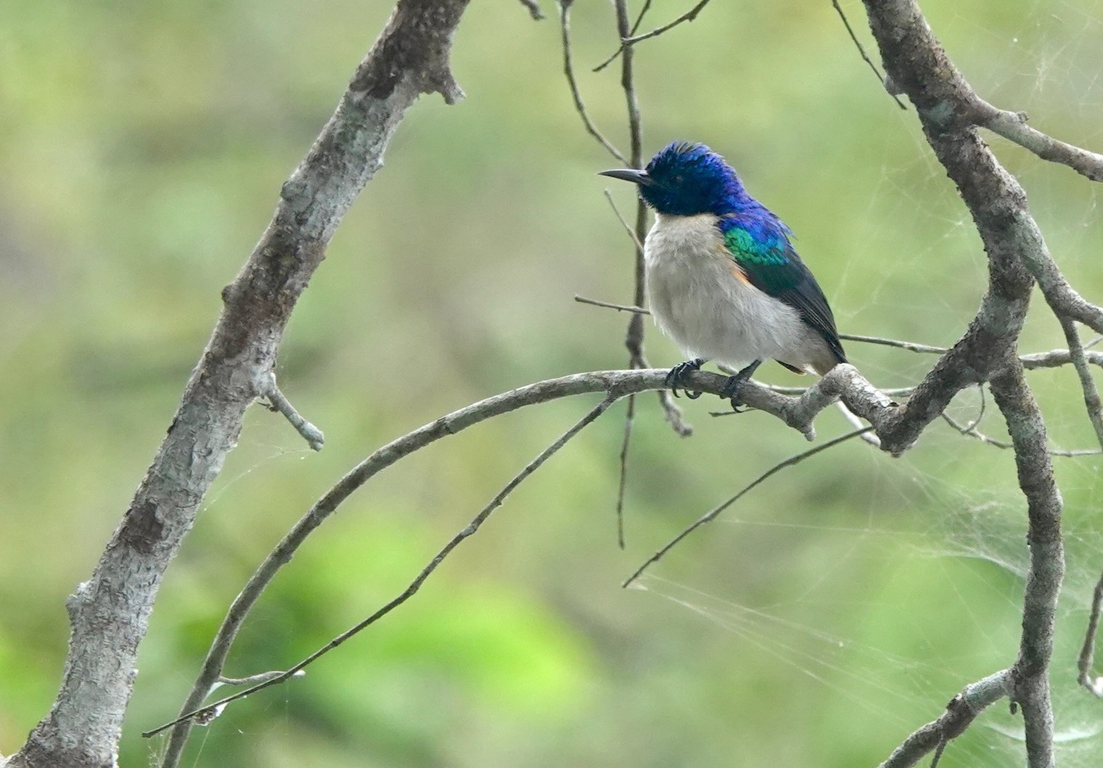 Violet-Tailed Sunbird (Anthreptes aurantius)