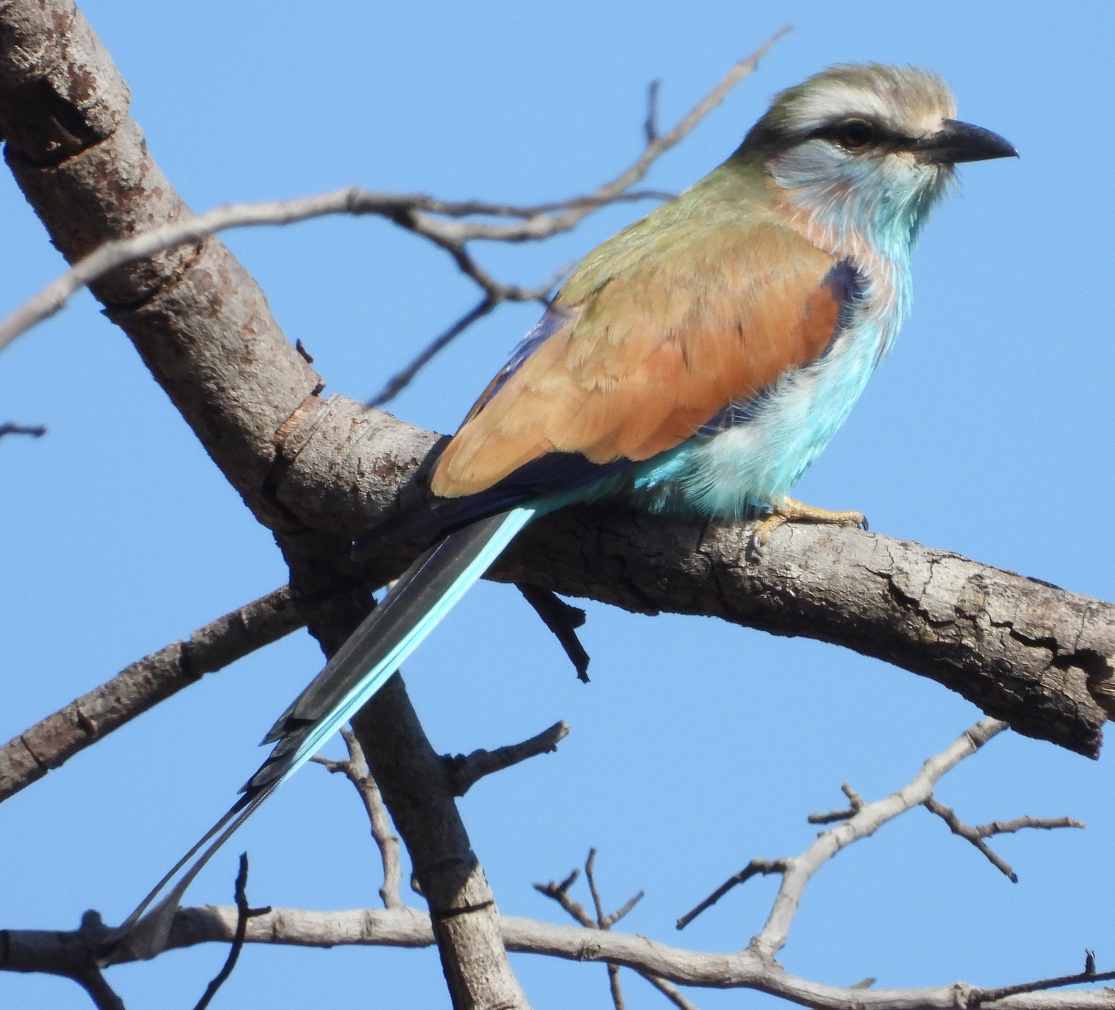 Racket-Tailed Roller (Coracias spatulatus)