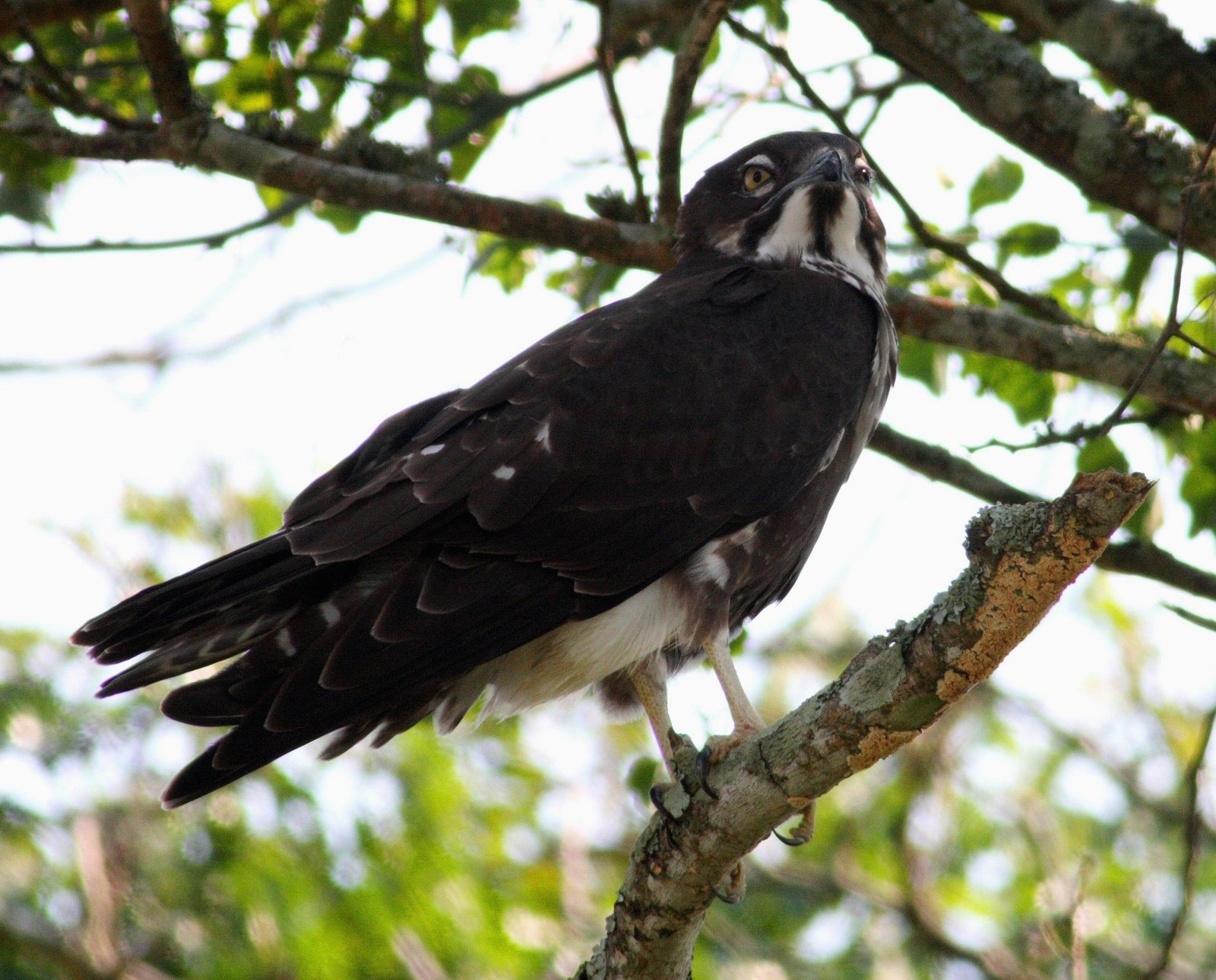 Bat Hawk (Macheiramphus alcinus)