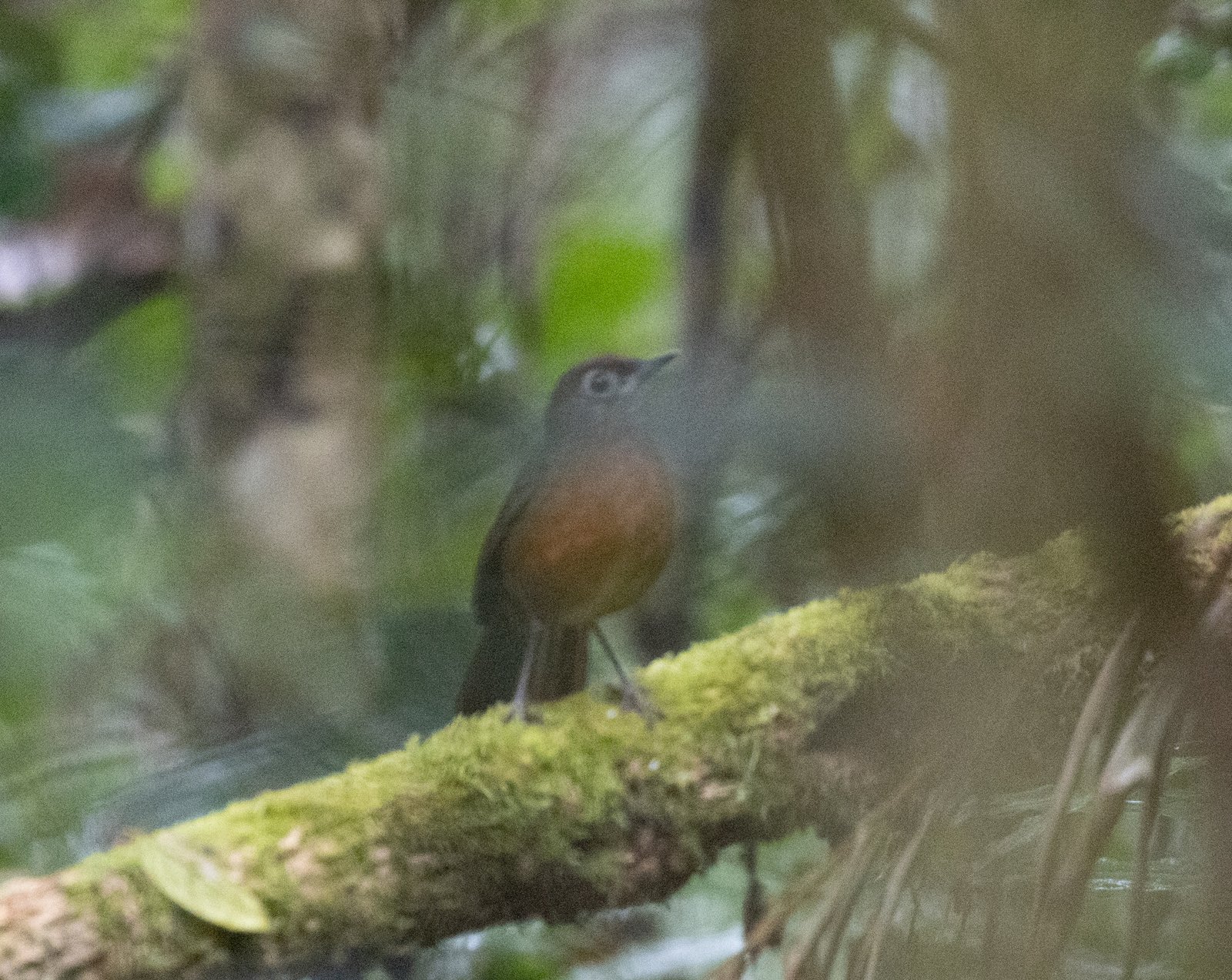 Spot-Throat (Modulatrix stictigula)