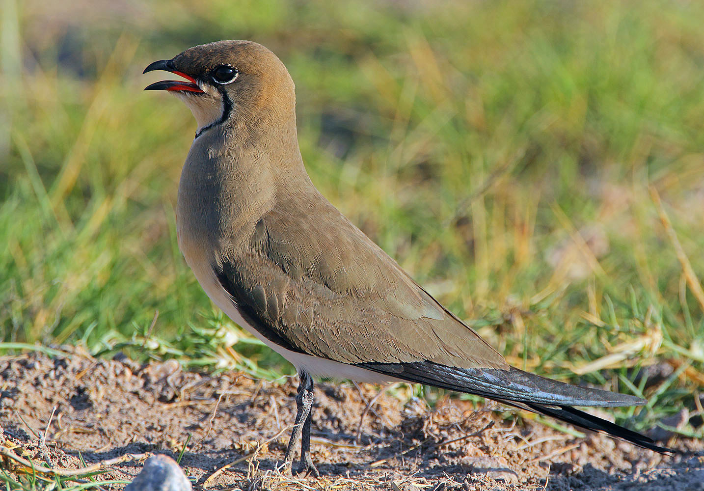 Collared Pratincole (Glareola pratincola)