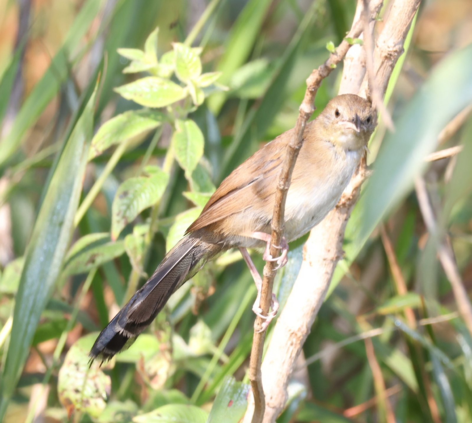 Fan-Tailed Grassbird (Catriscus brevirostris)