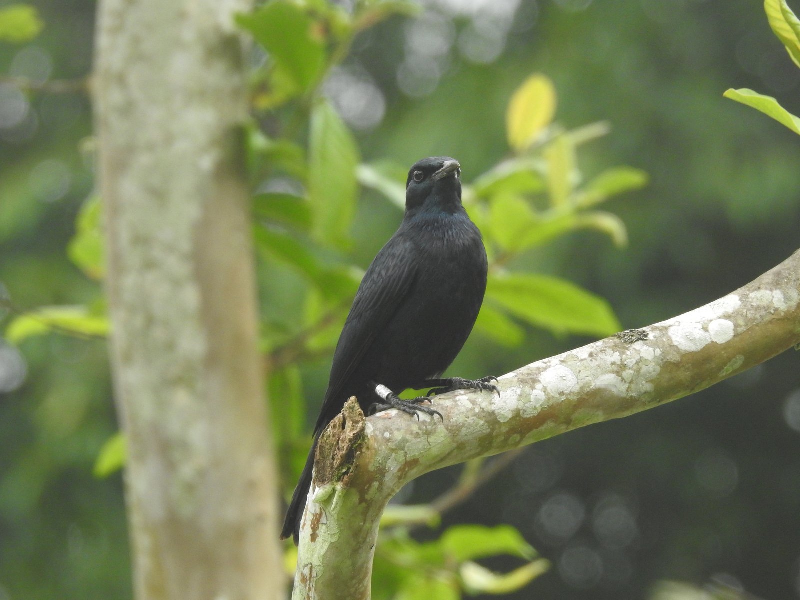 Waller's Starling (Onychognathus walleri)