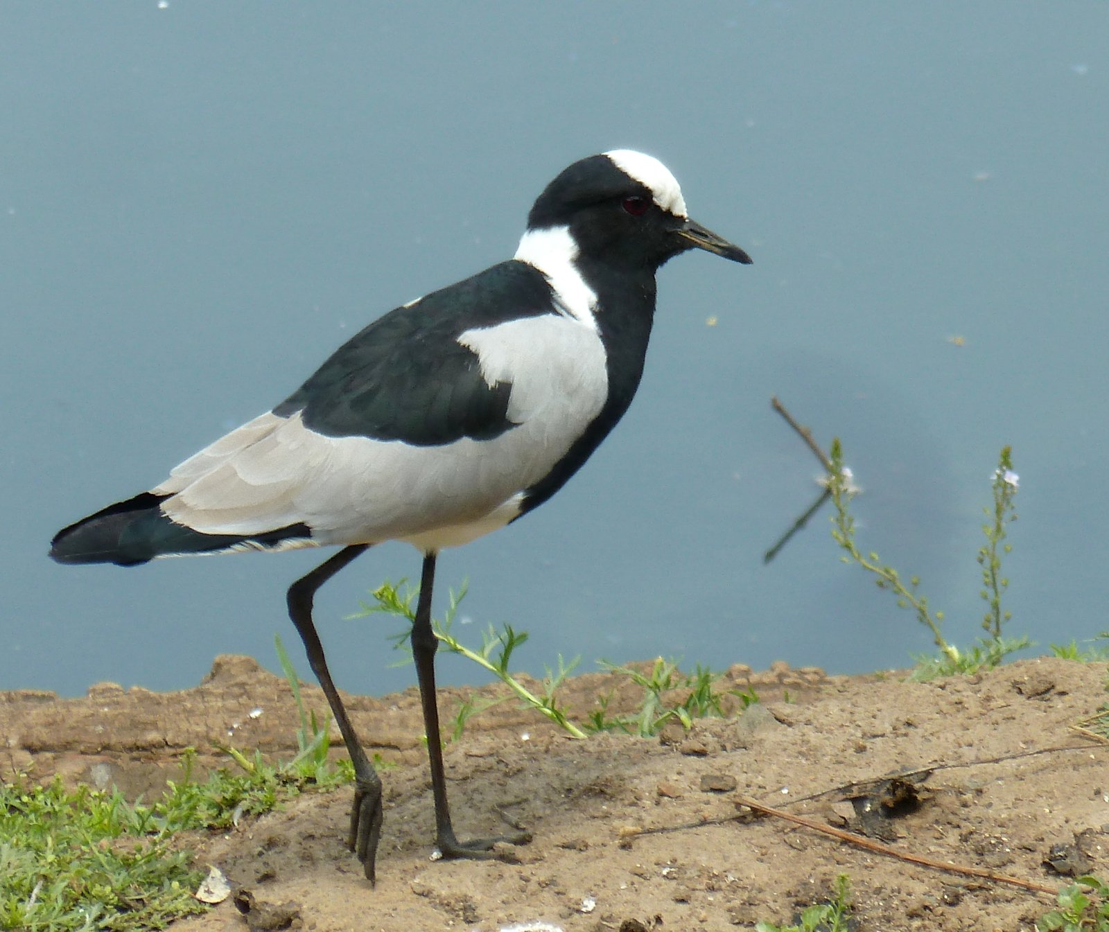 Blacksmith Lapwing (Vanellus armatus)
