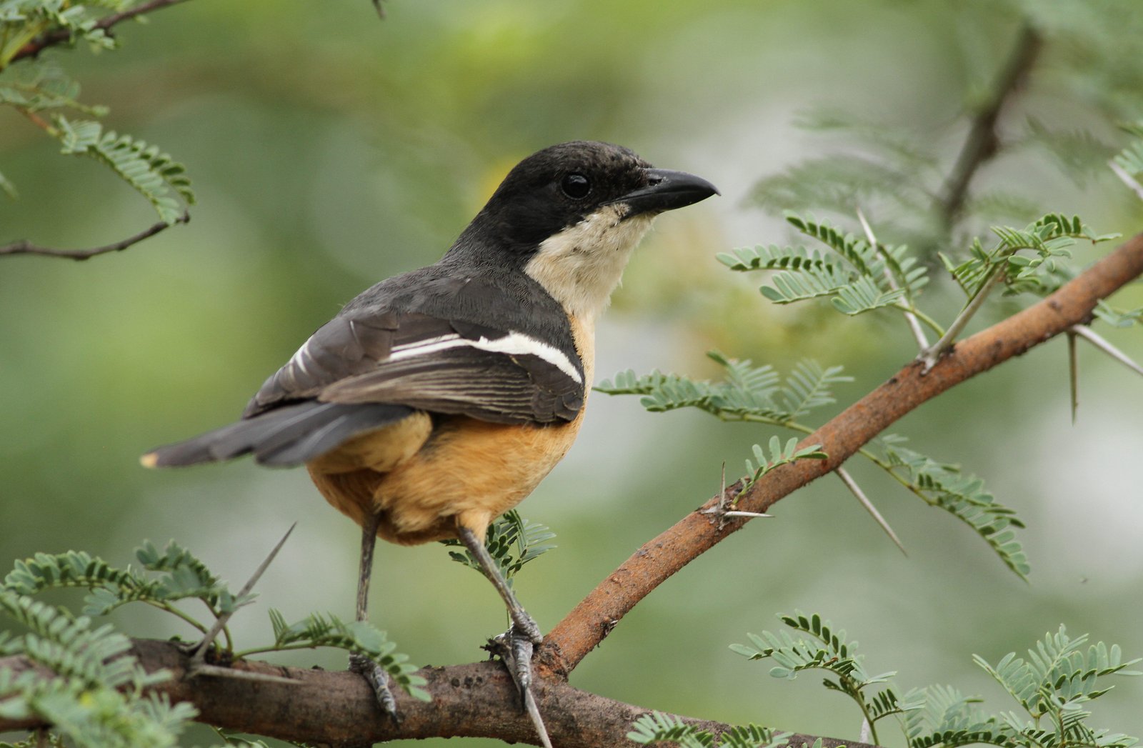 Southern Boubou (Laniarius ferrugineus)