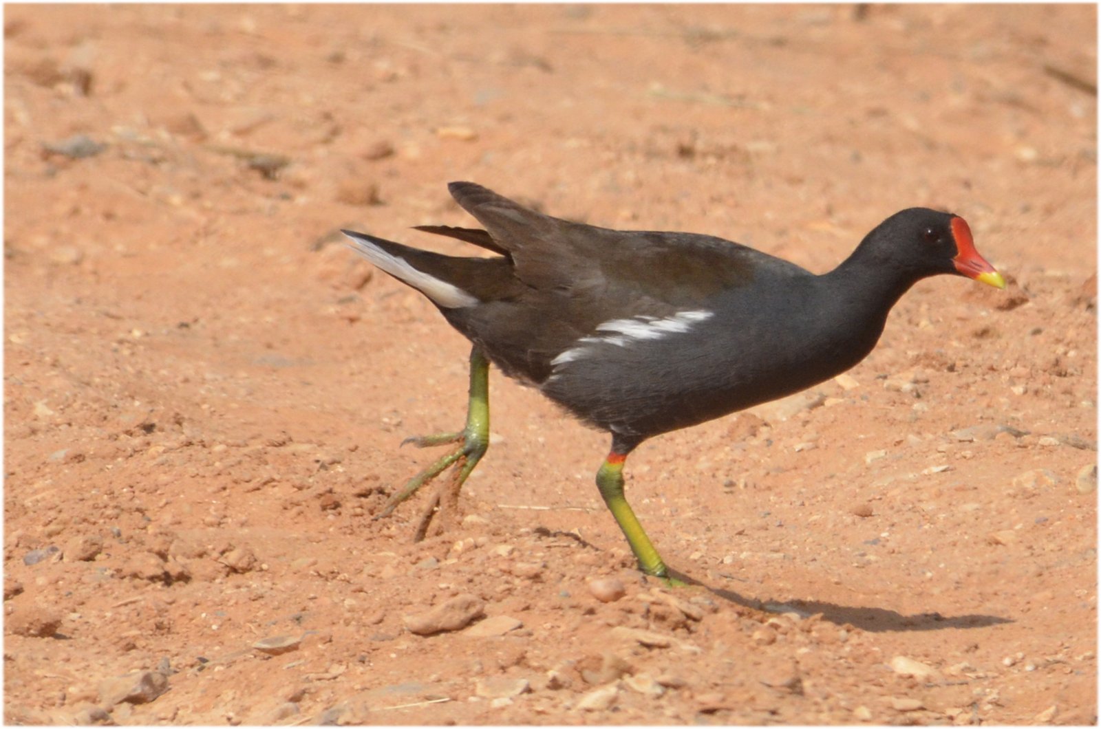 Common Moorhen (Gallinula chloropus)