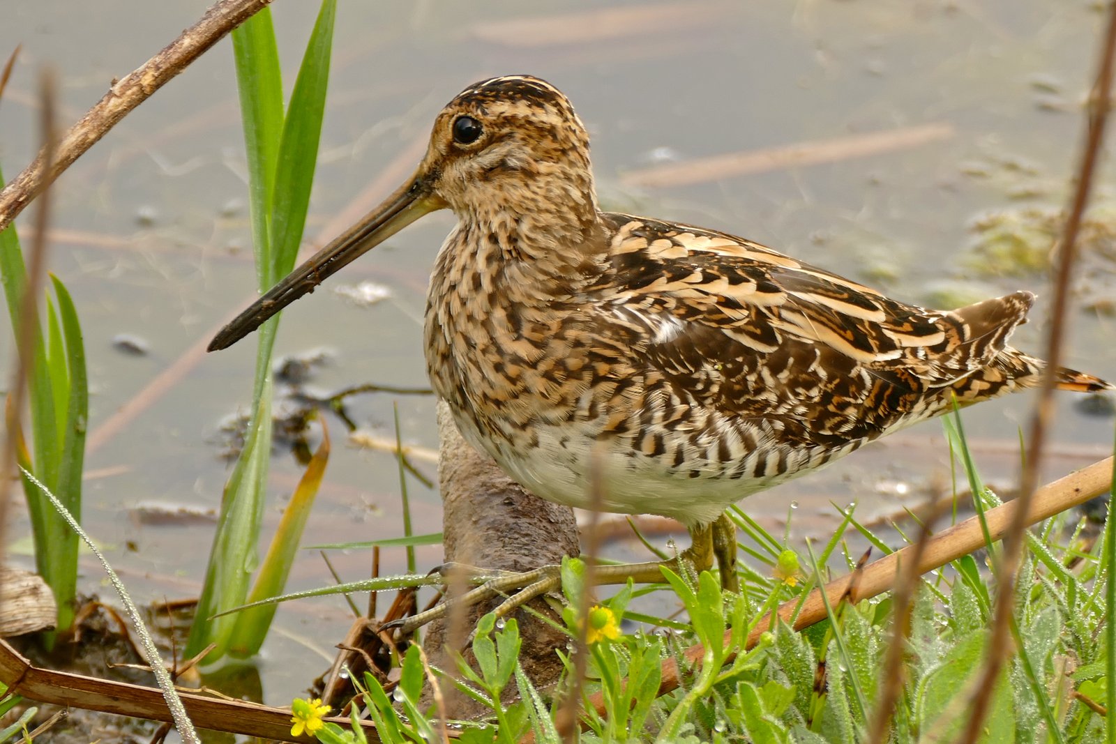 Common Snipe (Gallinago gallinago)